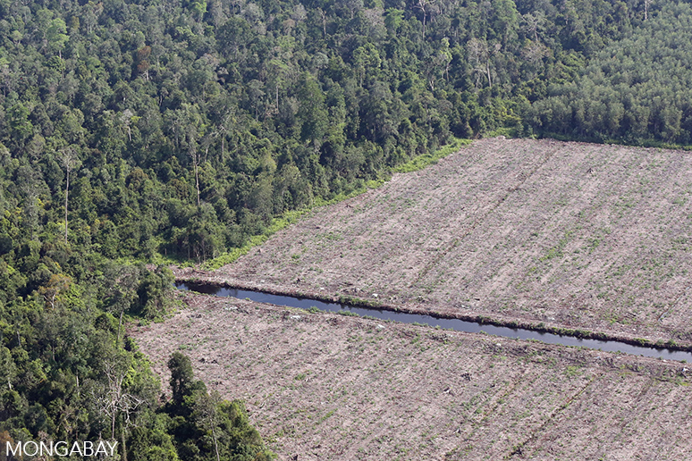 Peatlands cleared for a plantation in Riau Province in 2015. Photo by Rhett A. Butler